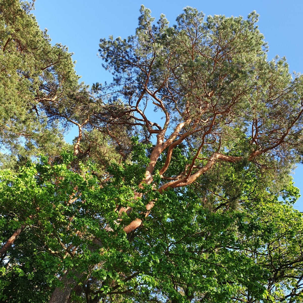 Waldbrandgefahr reduzieren