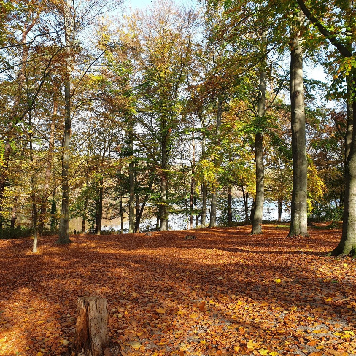 Waldzustandsbericht 2022: Dem Berliner Wald geht es weiterhin sehr schlecht