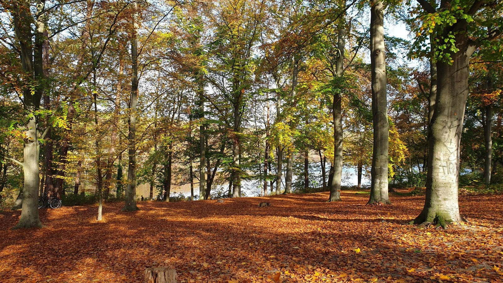 Waldzustandsbericht 2022: Dem Berliner Wald geht es weiterhin sehr schlecht