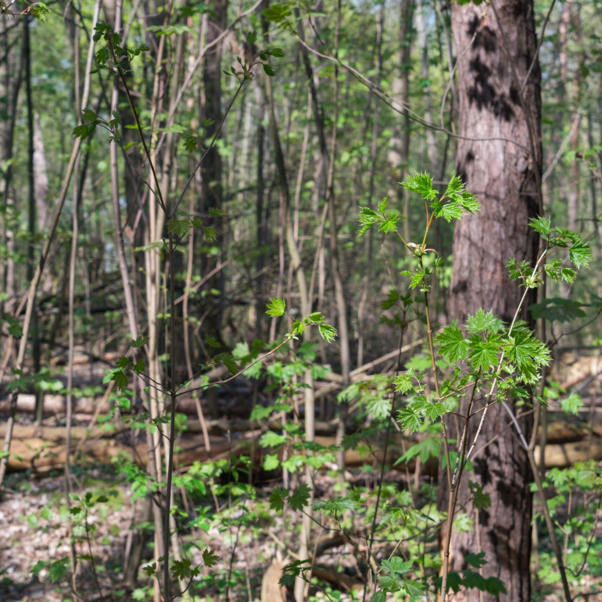 Kein Stopp beim Waldumbau – Wald darf nicht dem schwarz-roten Haushaltschaos zum Opfer fallen