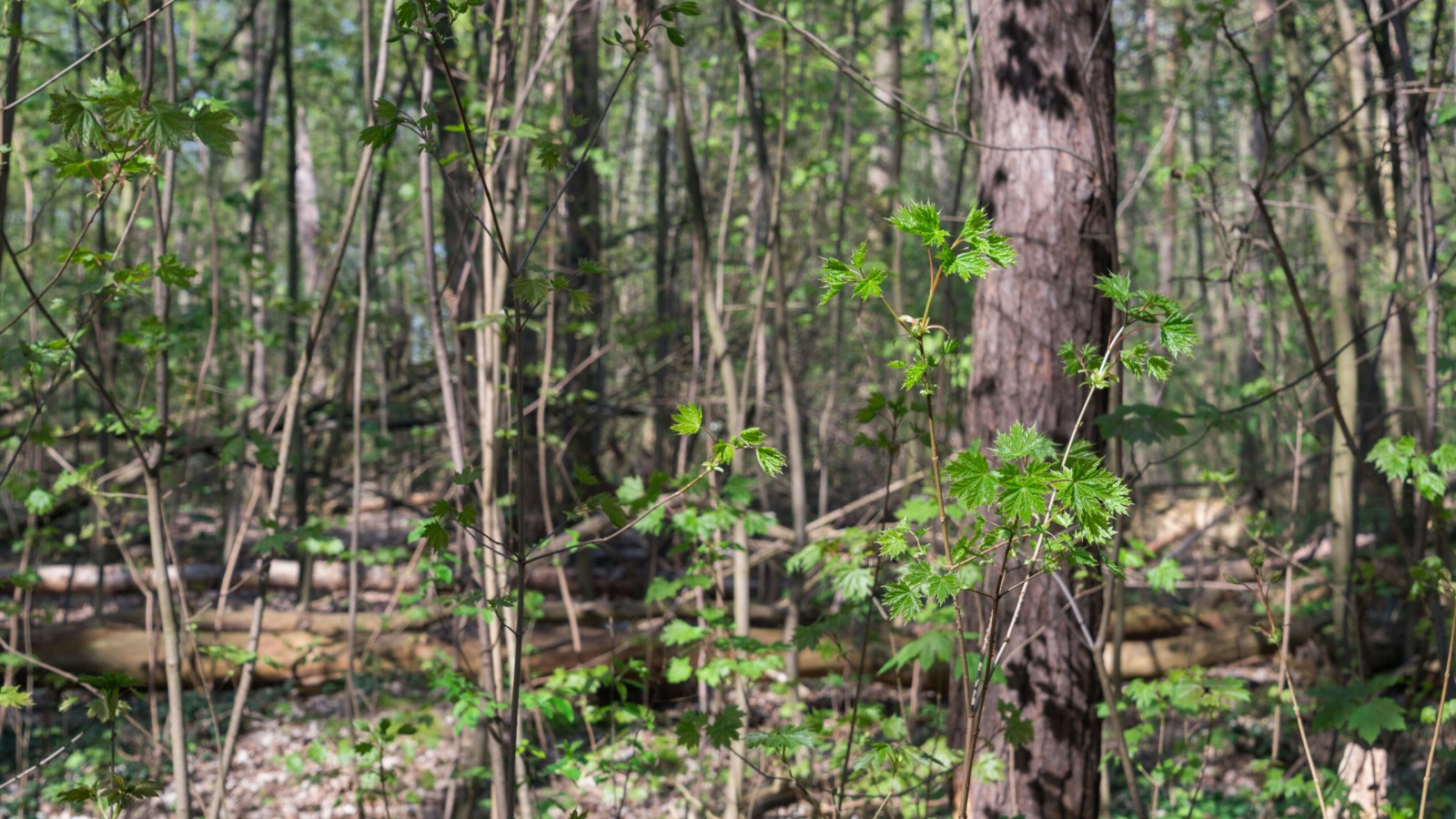 Kein Stopp beim Waldumbau – Wald darf nicht dem schwarz-roten Haushaltschaos zum Opfer fallen