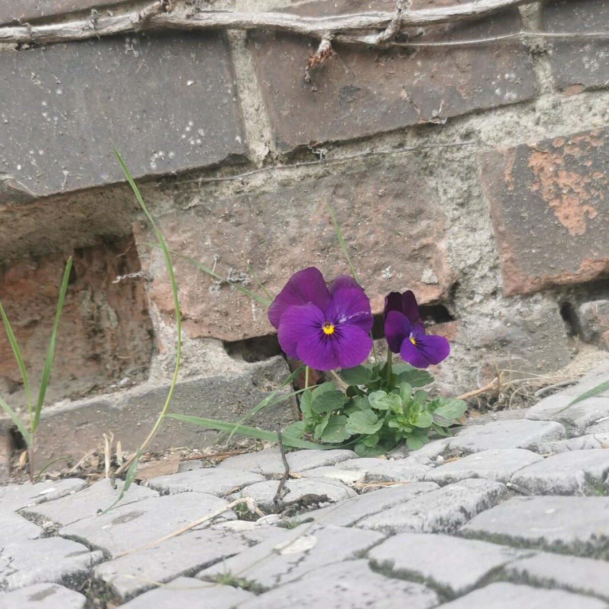 Bauen auf Kosten der Natur löst nicht die Wohnungsnot