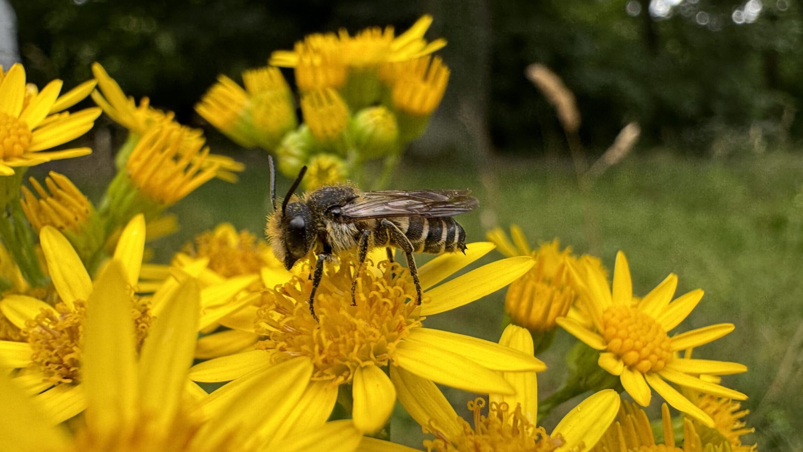 Was wächst und krabbelt denn da? Biodiversitätsspaziergang durch den Kiez