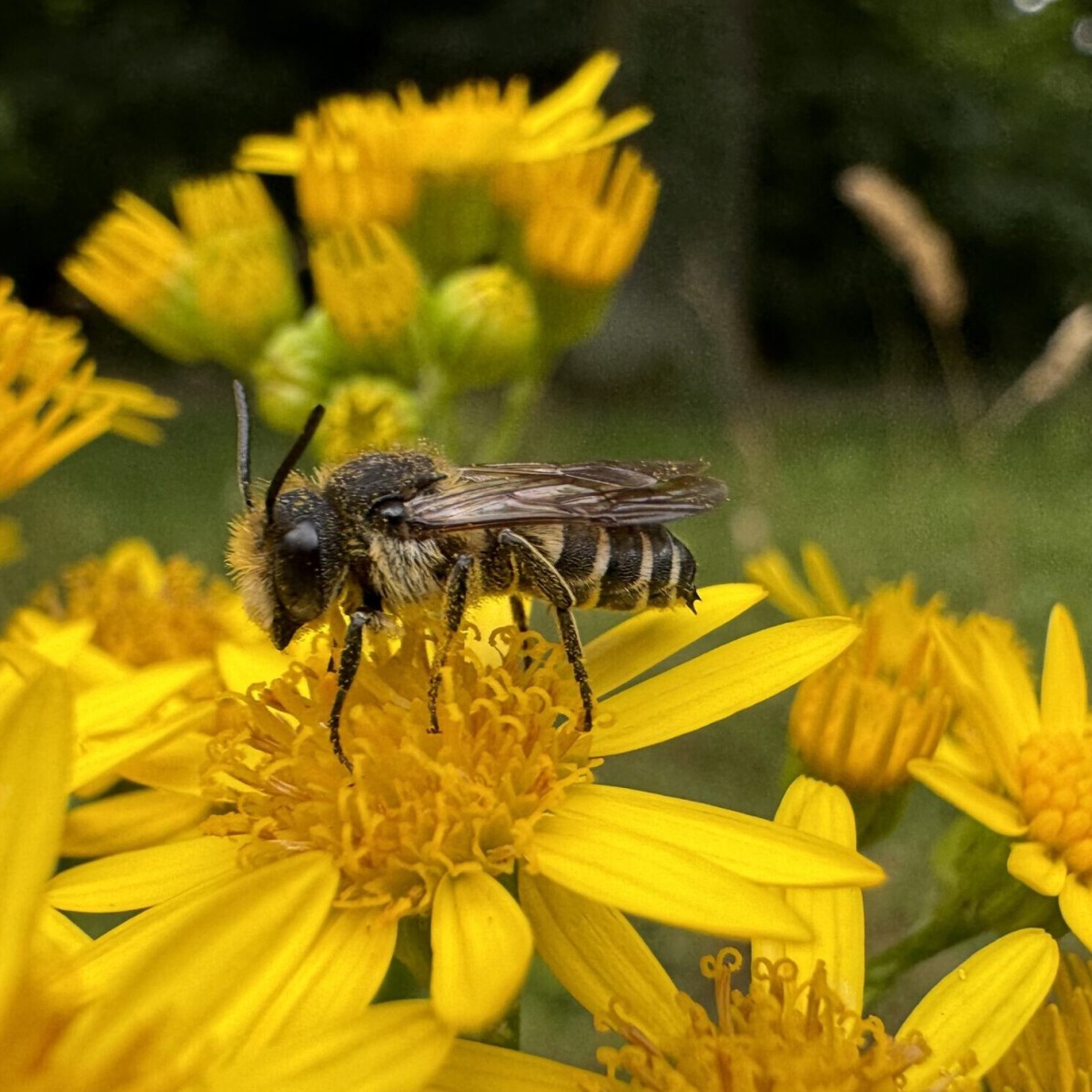 Was wächst und krabbelt denn da? Biodiversitätsspaziergang durch den Kiez