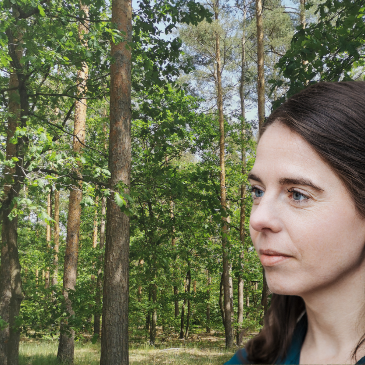 Schützen wir unsere Wälder vorm schwarz-roten Senat