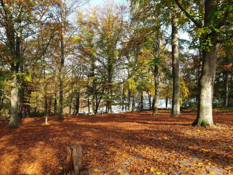 Waldzustandsbericht 2024: wieder weniger gesunde Bäume